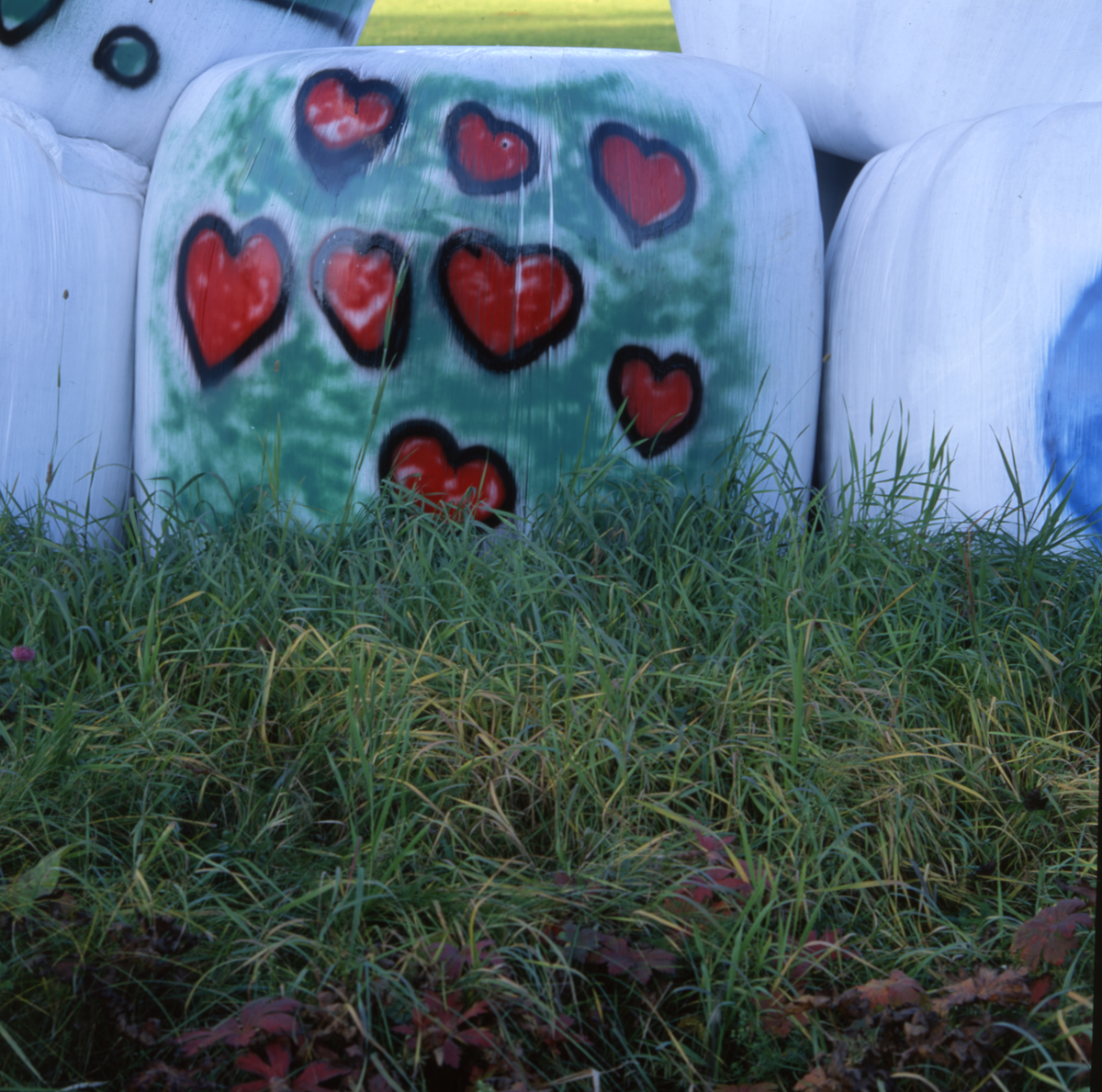 Inplastad ensilagebal i gräset. Plasten är målad med röda hjärtan.
