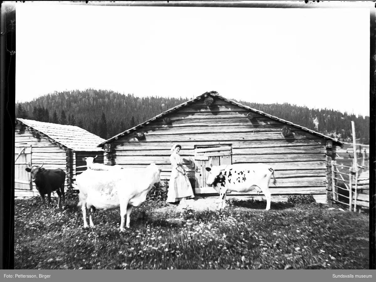 Fäbodbild från Klackbodarna i Stöde. Emma Flemström står framför en timrad lada tillsammans med fyra kor.