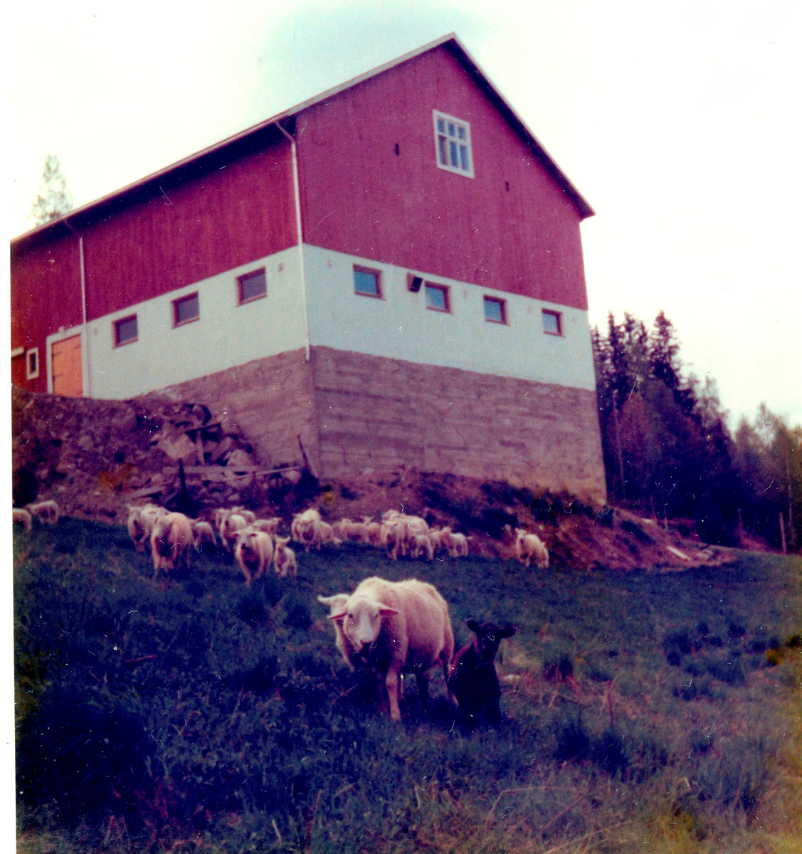 Sauene til Tore 1977 på Juven.