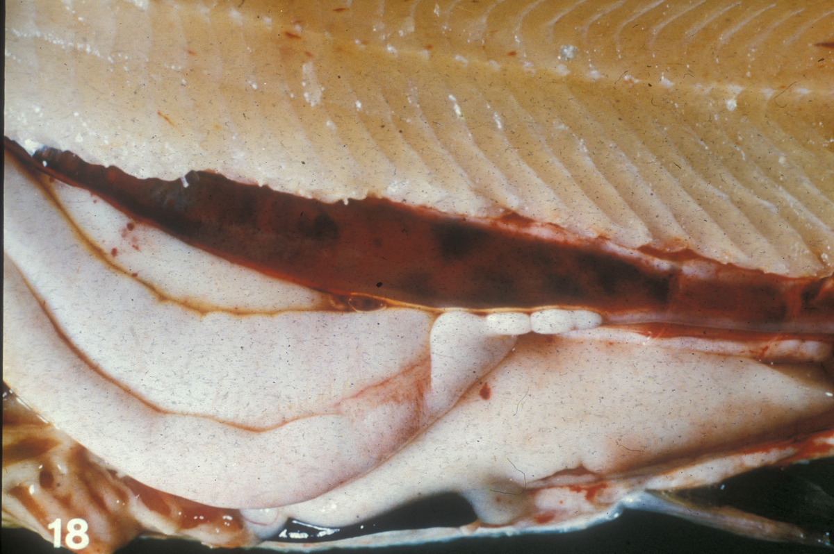 Nærbilde av en liten laksefisk med åpnet buk og oppsvulmede organer.