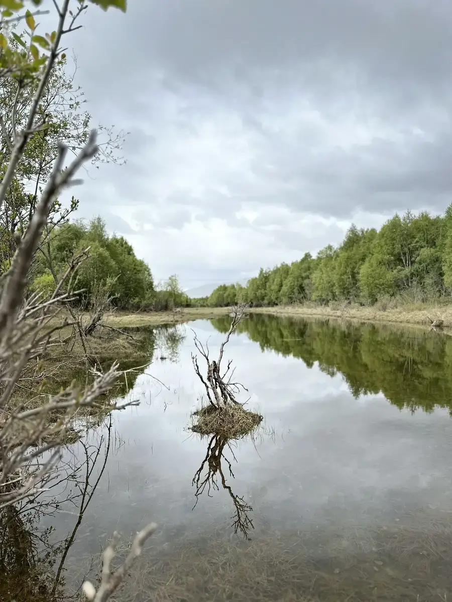 Lågen
