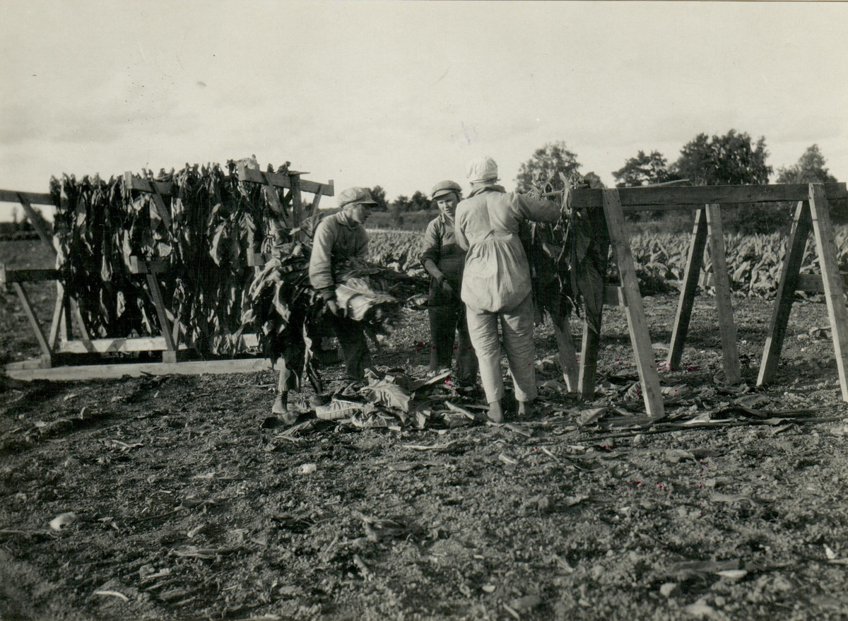 Tobaksplantorna hängs upp på käppar efter att ha klippts av. Prästnibble 1921.