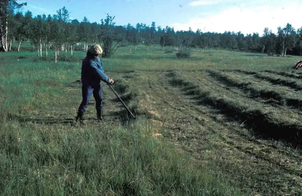 Person som slår gress med ljå. Skyfri himmel og stort jorde.