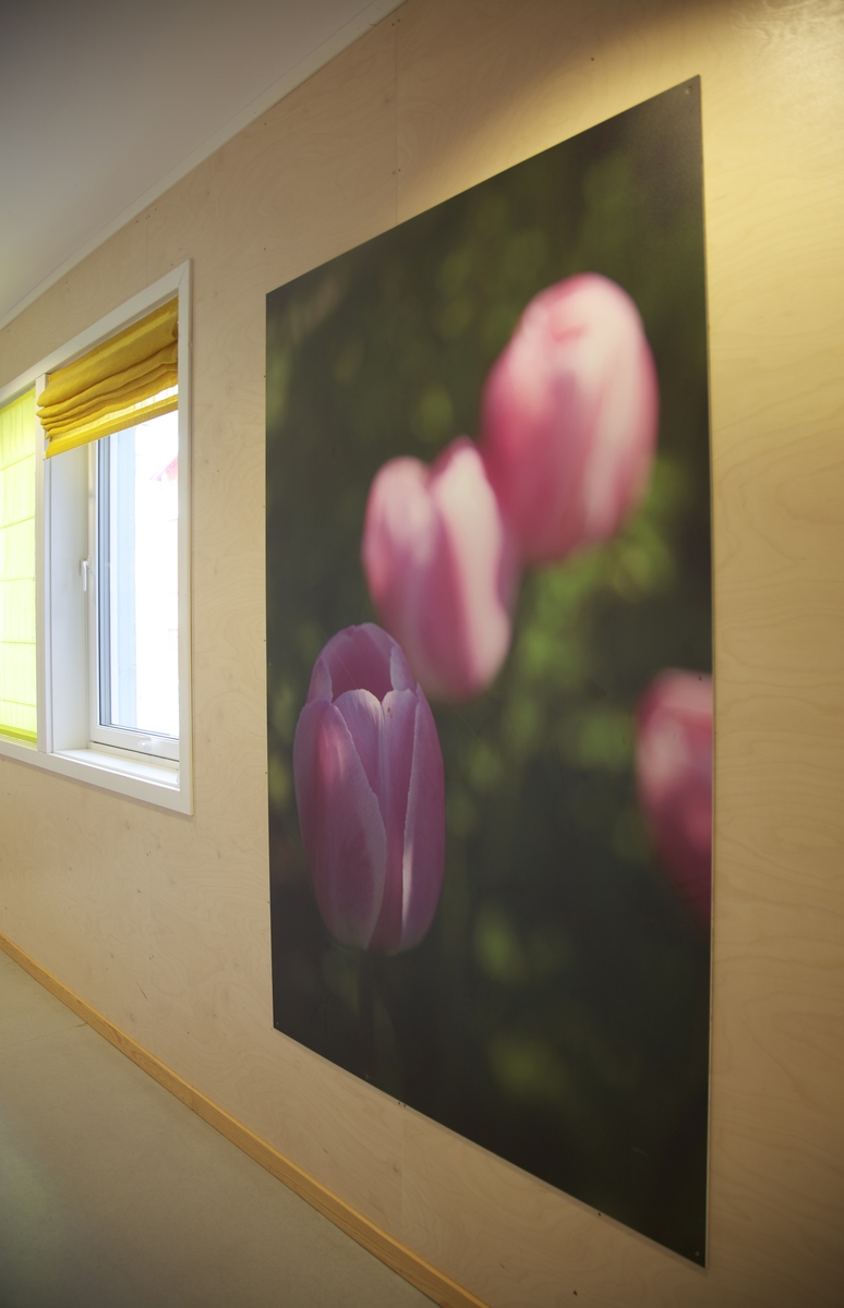 Motivene er basert på valmue og tulipan fotografert under ulike lys- og værforhold. Ideen er å bringe positive energier inn i miljøet.