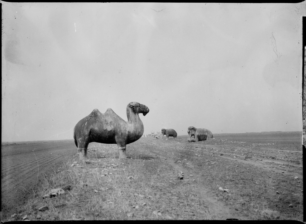 En stor kamel-statue ute på en åpen plass ved Ming-dynasiets graver. To elefant-statuer i bakgrunnen.