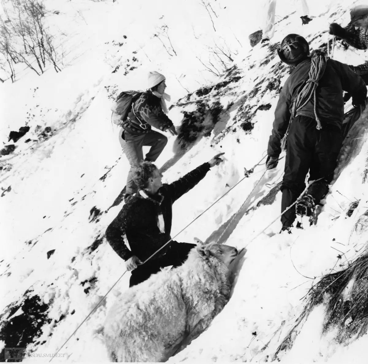 Saueberging i Vistdal februar 1966.
