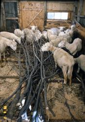 I fjøset til til Oddbjørn Finnset.