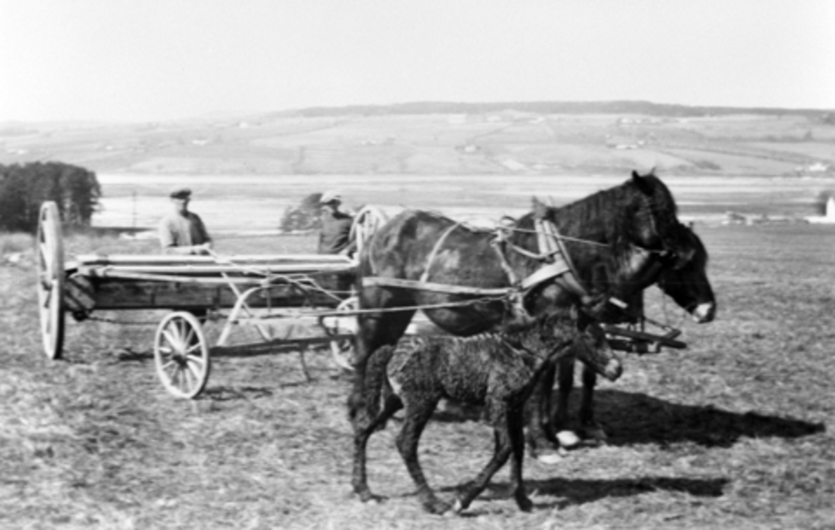 Våronn på Toftes Gave, Nedre Sund, Helgøya. 2 hester drar maskin som sprer kunstgjødsel. Føll som følger moren.