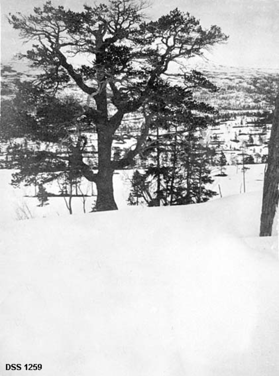 Vinteropptak fra Nes trelastbruks eiendom i Svenningdalen i Grane på Helgeland.  I forgrunnen ei snøflate mot et stort furutre med kraftige og vide greiner.  Bakenfor ei flo med spredt småfuru, og helt i bakgrunnen lier med litt skog. 