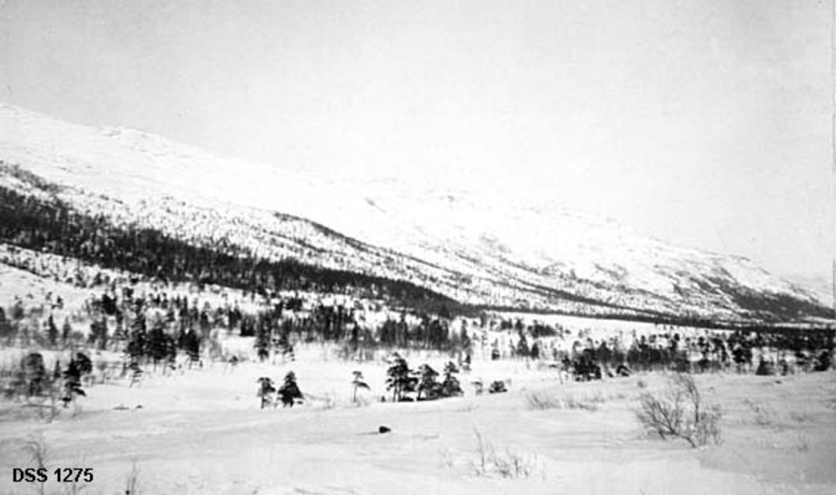 Vinteropptak fra Nes trelastbruks eiendom i Stavassdalen i Grane på Helgeland.  Fotografiet er tatt fra Stavassheia mot et slakt og vidt dalføre med en del spredt bjørke- og furuskog. Vegetasjonen har et tydelig fjellskogpreg.  Fjellryggen i bakgrunnen er snødekt og skogløs. 