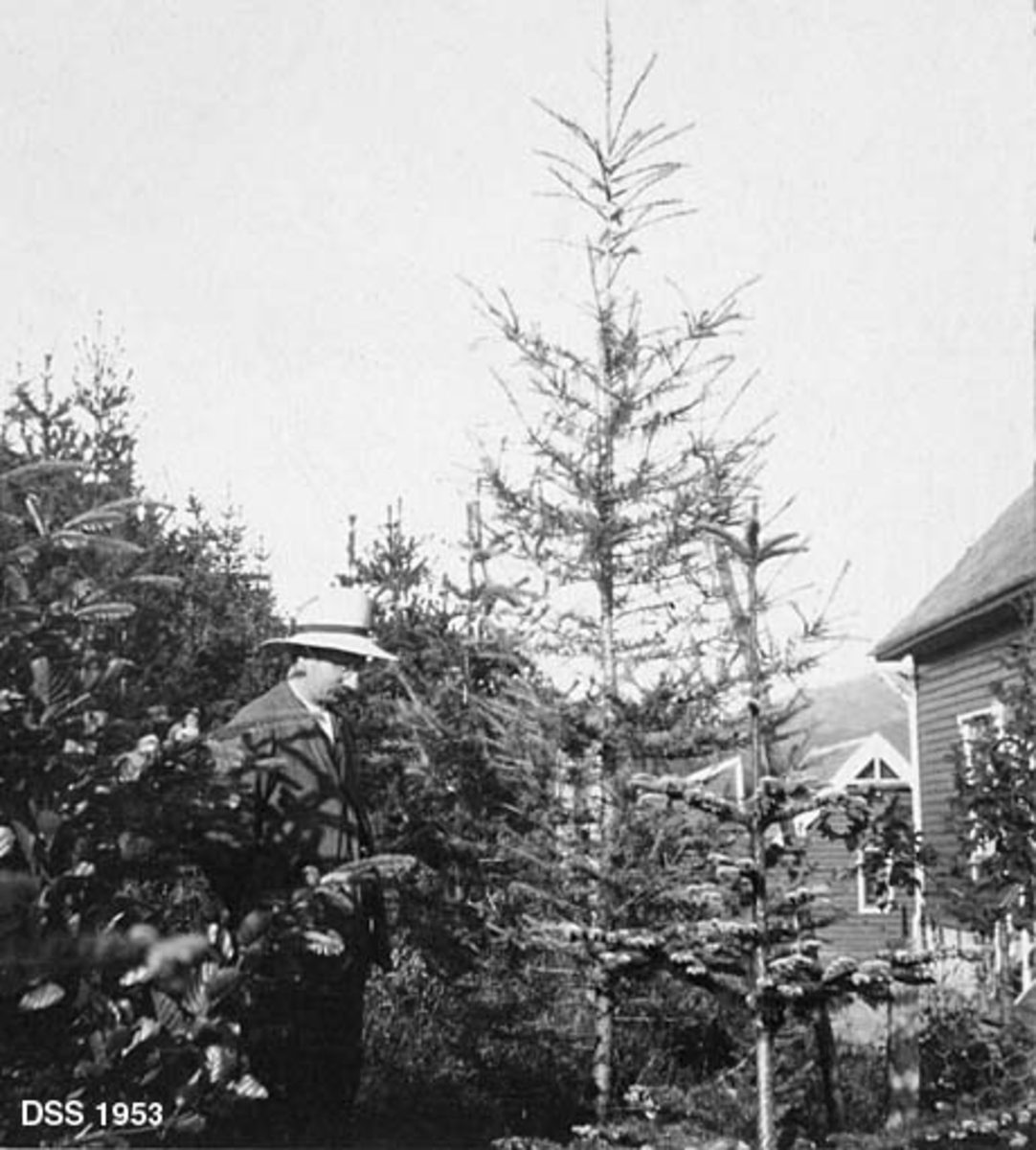 Fra Ekhaug planteskole ved Os i Hordaland.  Planteskolestyrer Hans M. Skinstad (1878-1956) står i et 10 år gammelt plantet bestand av gran og lerketrær.  Skinstad er iført dress og lys hatt med svart bånd.  I bakgrunnen et to hus med horisontal panel. 