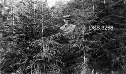 "Fra Skjeberg prestegårdsskog. Ferdigrensket teig, løvkratt 