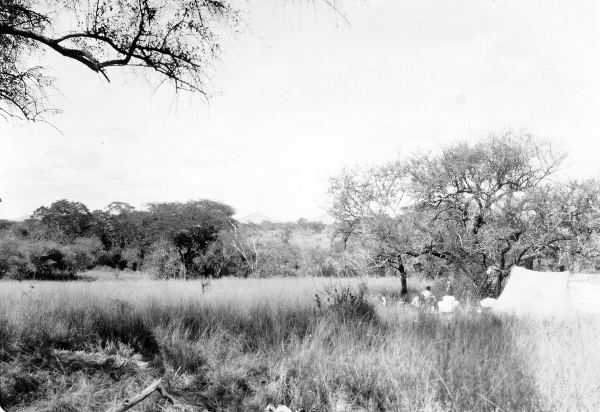 Jaktsafari i Mosambik. Telt m europeere utenfor. Christian Thams og nevøen Marentius, samt Matty Christiansen, senere Thams, var med på turen. 1914.