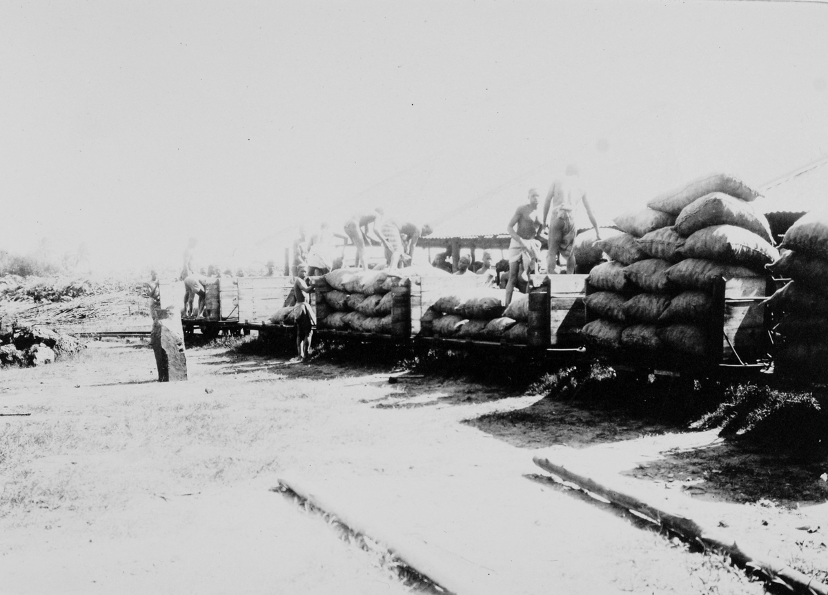Mosambik 1914. Plantasjearbeidere laster sekker med kokosnøtter/kopra på lastevogner.