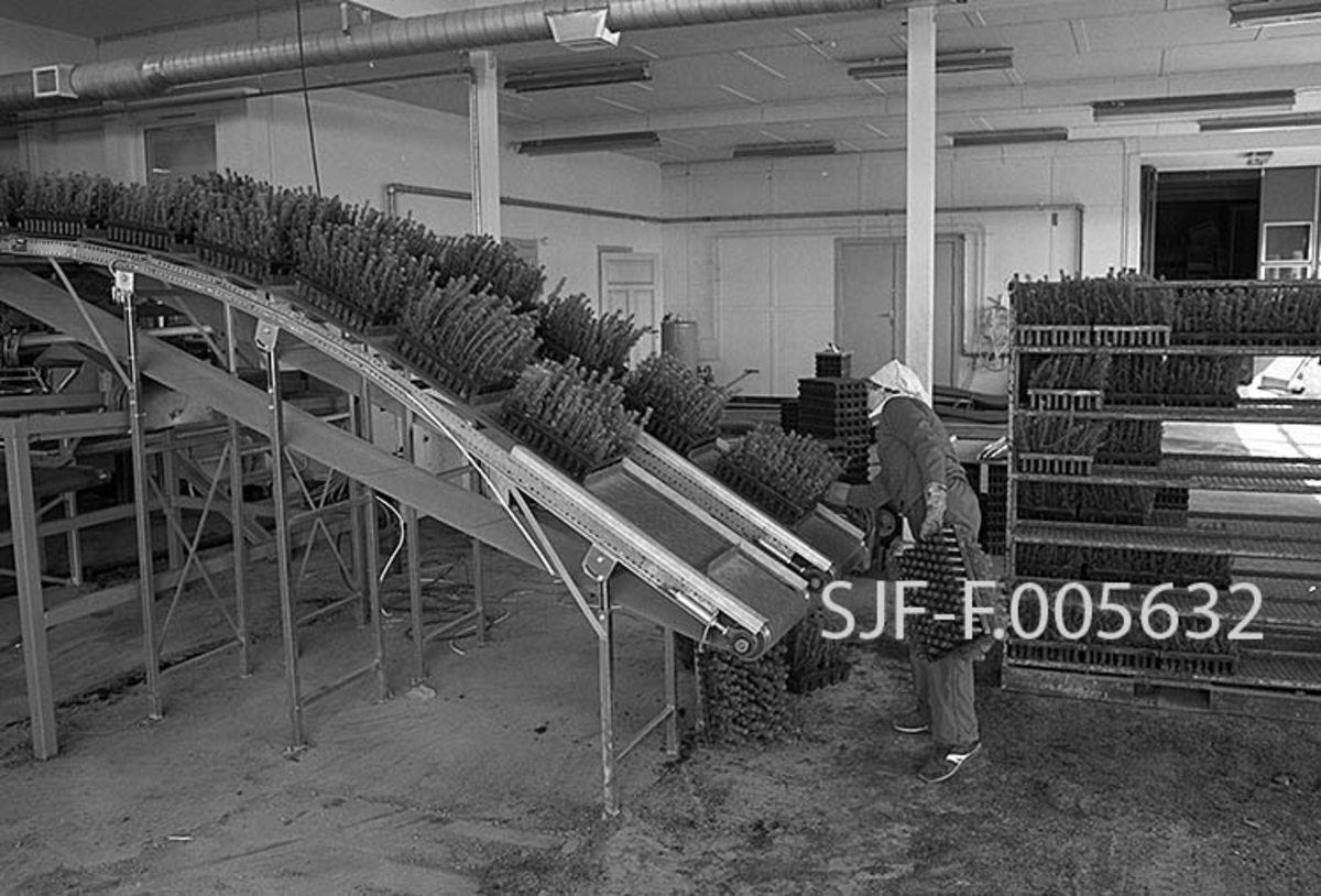 Jorun Steen «mater» pakkelinja ved Sønsterud planteskole i Åsnes i Hedmark.  Pottebrett med 95 granplanter i hver enhet hentes fra reoler i produksjonslokalet og settes på et skråplan hvor plantematerialet trekkes mot planteskolemedarbeiderne, som utførte sorterings- og pakkearbeid i samme operasjon.  Dette anlegget var det første i sitt slag i den norske skogplantebransjen da det ble satt i drift 1985.  Det er bygd av stål og aluminium og består av et langt, bevegelig band som går forbi en plattform hvor det sitter kvinner på kontorstoler og pakker granplanter fra pottebrett.  Torvpluggene skogfrøet hadde spirt i ble pakket i tynn plastfolie og lagt i trerammer, som på Sønsterud ble kalt «kolli».  Dette var en langt mer rasjonell måte å arbeide på en den som hadde vært vanlig til da.  I åra før foregikk sortering, vraking og komplettering i pottebrett på, som så ble plassert i reoler, som ble plassert i reoler og kjørt med lastebil til utplantingsstedet.  Pakkelinja var et samlebånd, en mer oppgavetilpasset arbeidsplass enn en stol ute på frilandsområdet. Effektivitetsøkningen var formidabel.  Ved utendørssortering lå dagsprestasjonene på 3-4 000 planter, ved nyanlegget pakket medarbeiderne i gjennomsnitt 24 – 25 000 planter i løpet av en arbeidsdag.  At arbeidet foregikk innendørs innebar også at været ikke lenger skapte problemer.  Den kompakte pakkemåten innebar også fordeler når plantene skulle transporteres ut i skogen.  Det var plass til opptil tolv medarbeidere ved pakkelinja.  Anlegget ble bygd av Trysil-bedriften Tepas med Arneberg elektro i Åsnes utførte de elektriske arbeidene.  Pakkelinja på Sønsterud ble kopiert ved flere av de andre norske skogplanteskolene. 