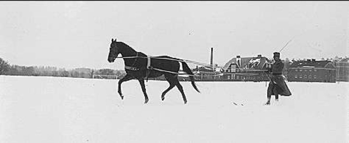 1930 - talet. Flanagan, Skövde. Kapplöpningshäst - skidkörning.