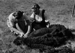 To kvinner driver med saueklipping i 1954.