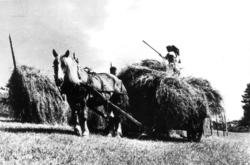 Innkjoring av torrhoy