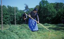 Kvinne iført drakt, i arbeid på jordet, hvor hun raker samme