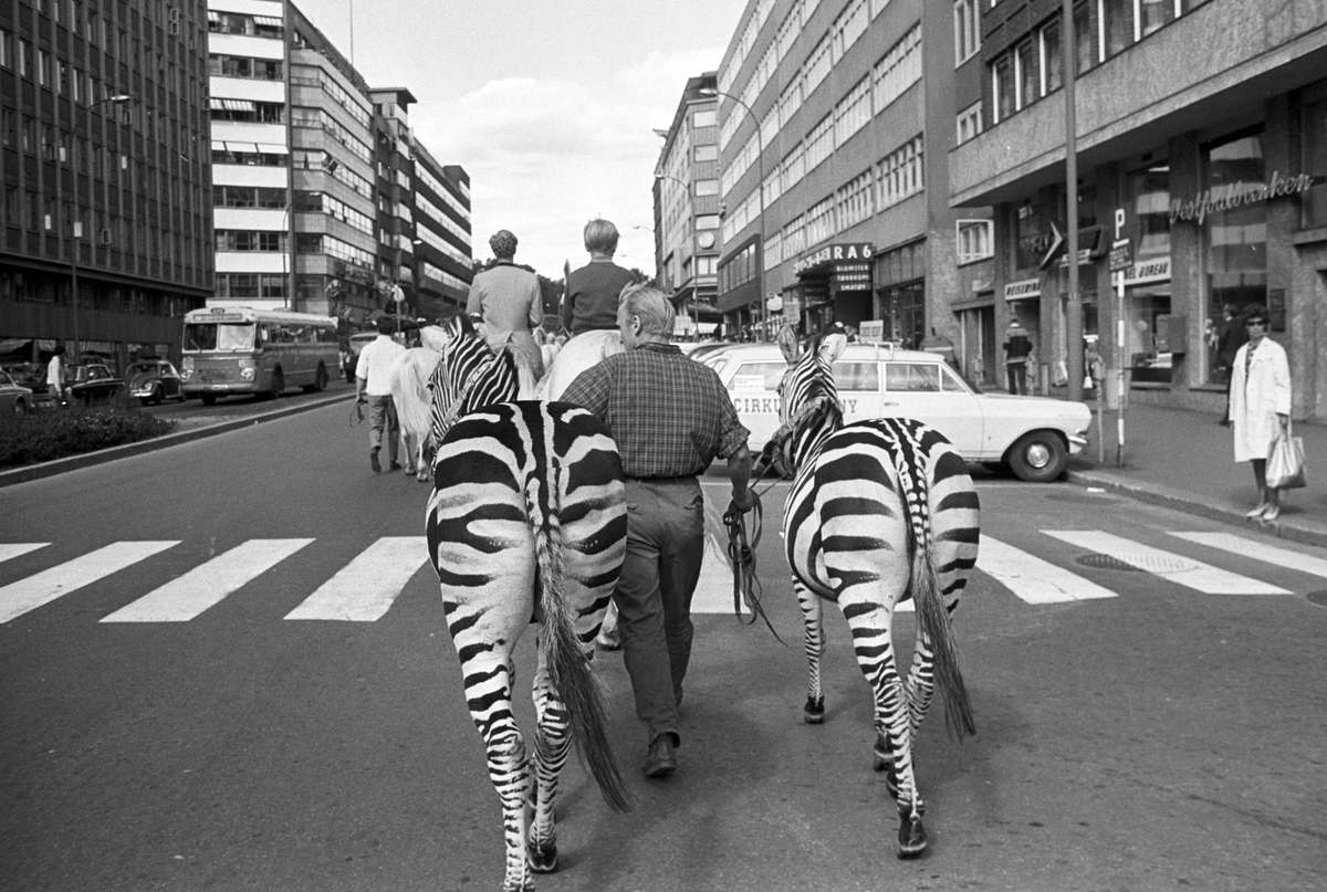 Serie. Cirkus Berny har dyreparade, med hester, sebraer og elefanter, gjennom Oslo. Fotografert august 1968.