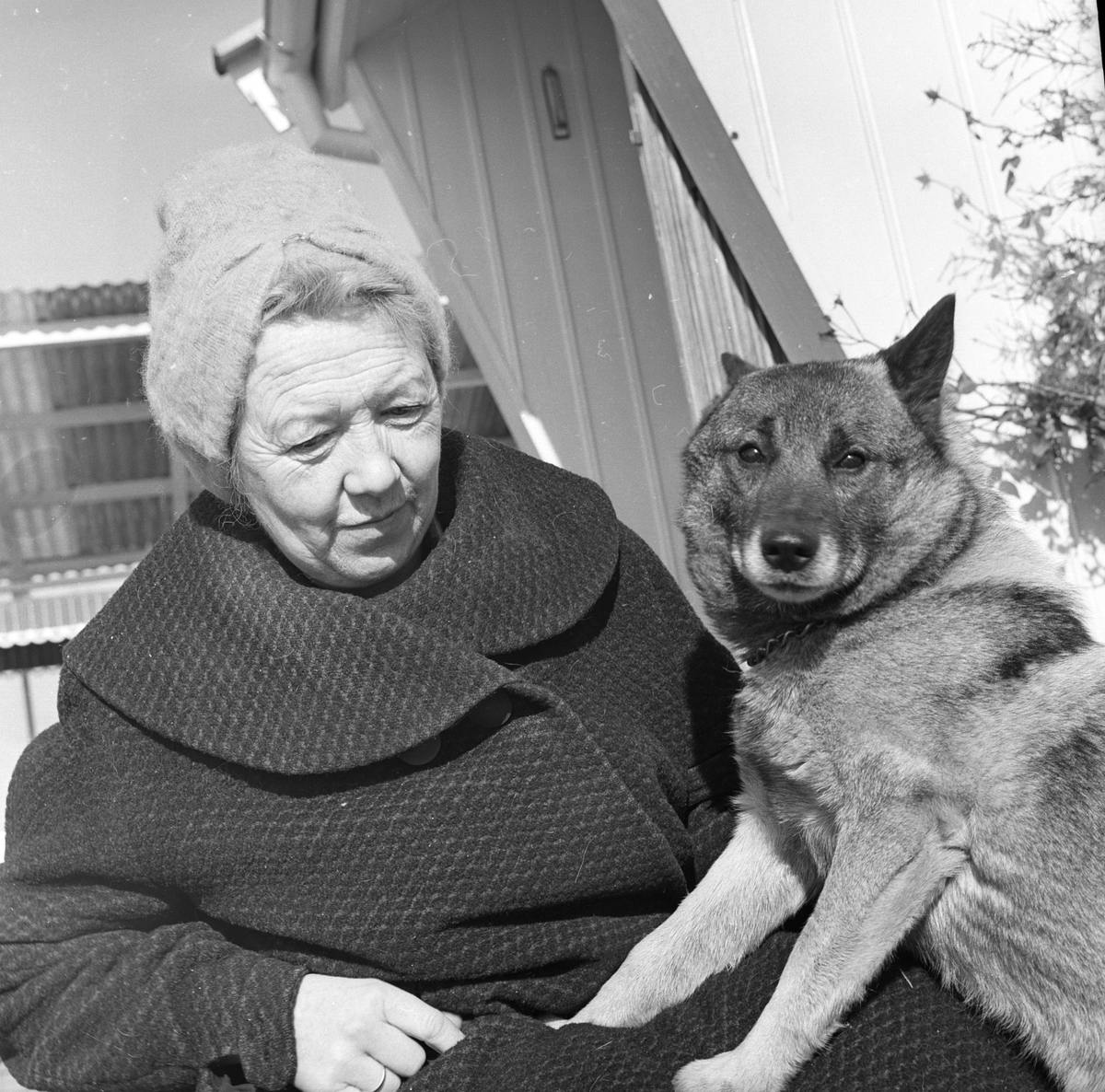 Dame og hund. Hundekennel i Bærum.
Fotografert 1964.