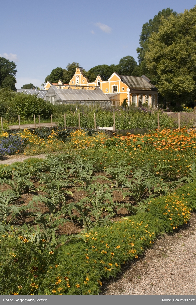 Örtagården och köksträdgården med  köksväxter och örter: Stockrosor, Ringblomma,  kål, röd- och gulbetor mm, Julita gård, sommarsäsongen 2009. 