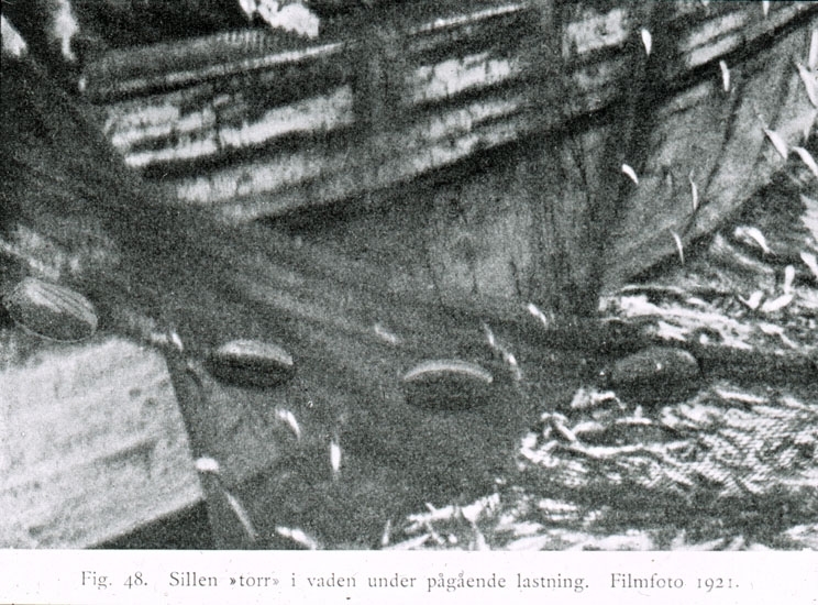 Text på skioptikonplåten: "Fig. 18. Sillen "torr" i vaden under pågående lastning. 
Filmfoto 1921."