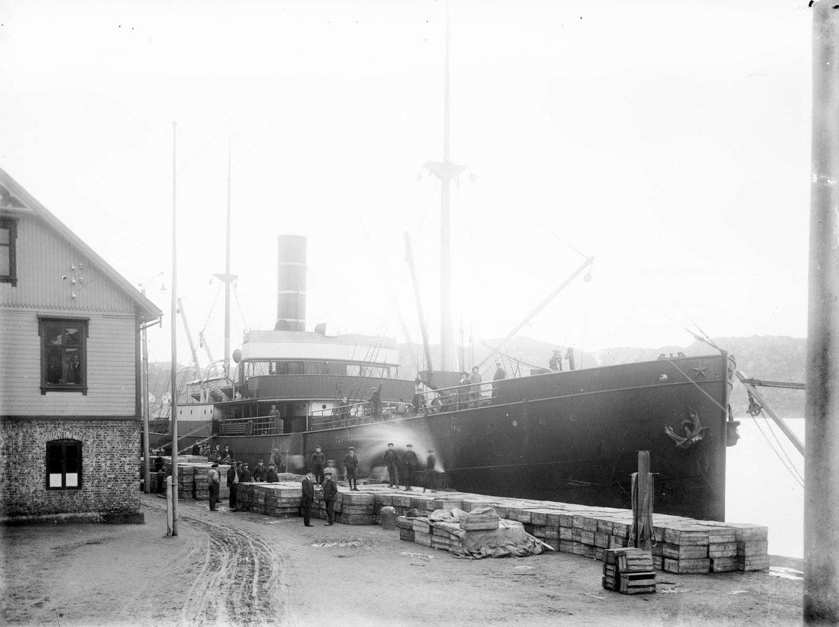 Castor, en av Bergensk Dampskipsselskaps båter, laster iset sild på dampskipskaien