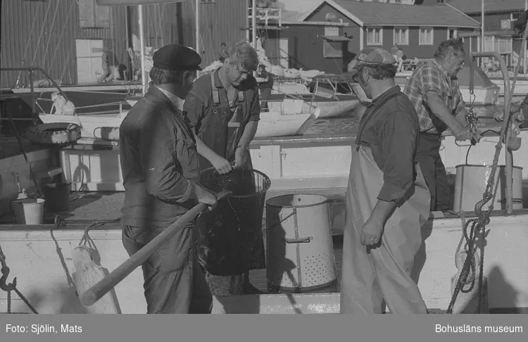 Dansk fiskare som köper upp ål längs bohuskusten