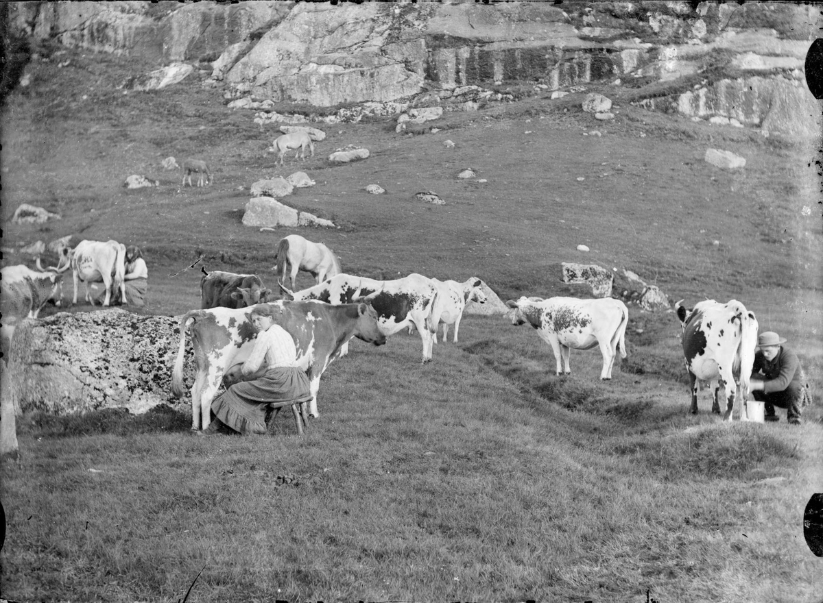 Melking av kyr ved gården Fagerheim på Eide i Egersund