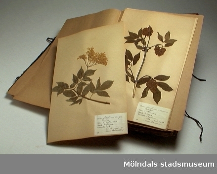 Herbariepärm med torkade och pressade växter. Växterna samlades in och pressades 1939 av Gunnel Samelius, f. Eweström. Växterna är indelade efter familj och ligger limmade på papper i buntar.