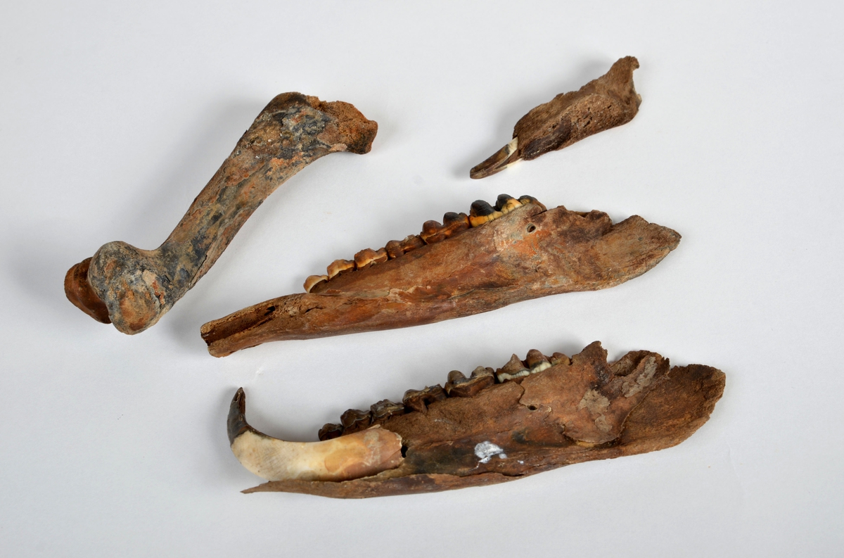 Ben från svin (Sus domesticus).
1 st. fragment av underkäke (mandibula) med en tand (dentes).
2 st. höger underkäke (mandibula dx).
1 st. överarmsben (humerus).