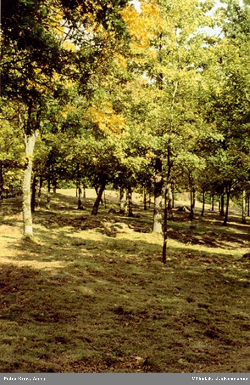 En skog, som ligger i Fagered.