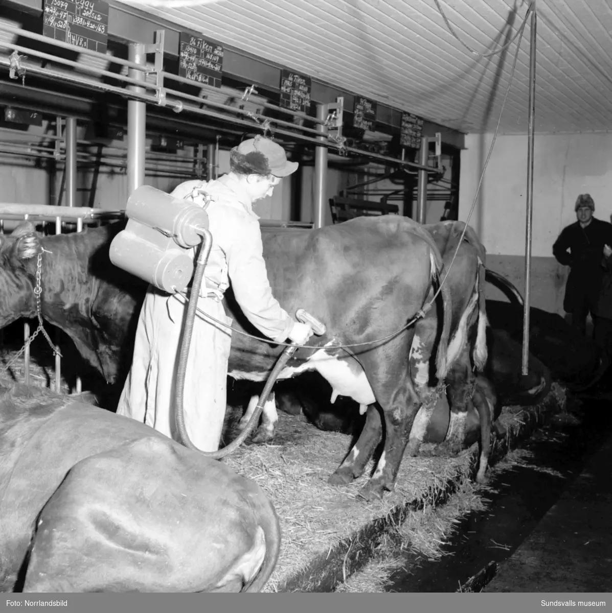 Mjölkning, utfodring av korna och övriga sysslor i ladugården på en stor gård i Sörfors, Attmar.