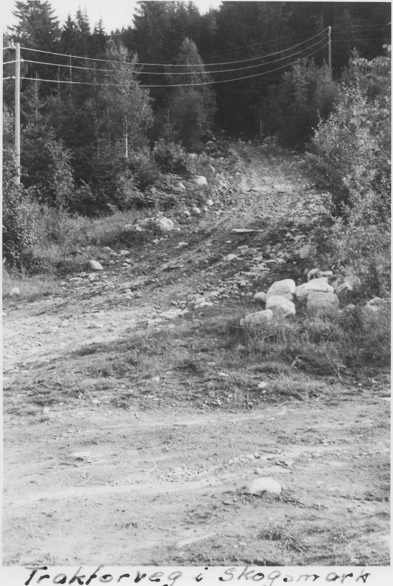 Traktorveg i skogsmark 1965