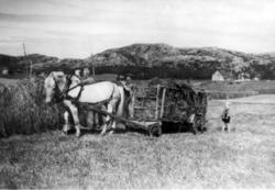 Flatanger, høyonn på Vik Søndre