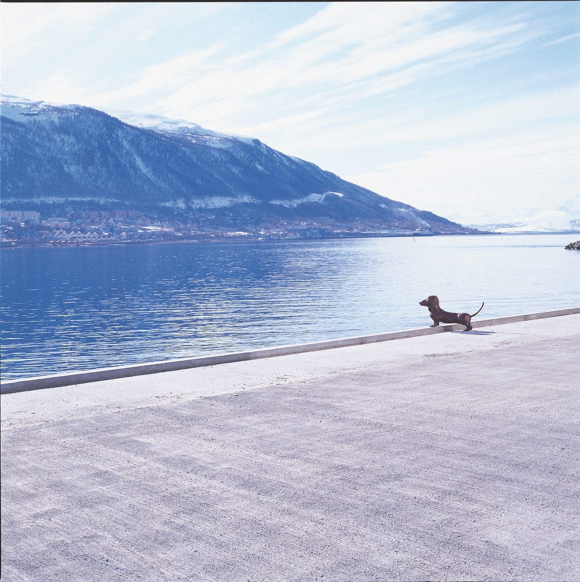 Del av utsmykning som består av 9 skulpturer, 7 i hvit betong og 2 i bronse. Opgitt mål gjelder hver enkelt hund. Den ene hunden er plassert ved kaikanten og den andre i sentrum av Tromsø. De er mekaniserte slik at hundene logrer med halen hver gang en teaterforestilling starter.