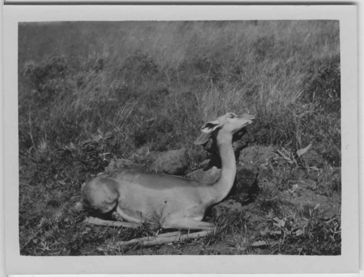 'Gerenuk, hona. Skjuten, liggande på marken. Gräsmark. ::  :: Serie fotonr 1434-1449'