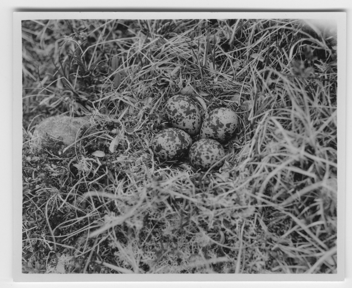 'Bo med 4 st fläckiga ägg av ljungpipare i gräs- och lavvegetation. Närbild. ::  :: Ingår i serie med fotonr. 2116- 2160.'