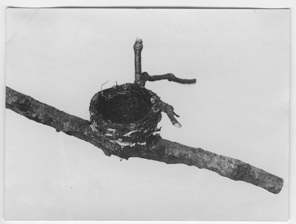 'Från Kjell Kolthoffs Kina-expedition 1921-1923: ::  :: Bo på gren av Tchitraea inci. ::  :: Ingår i serie med fotonr. 2636-2656.'