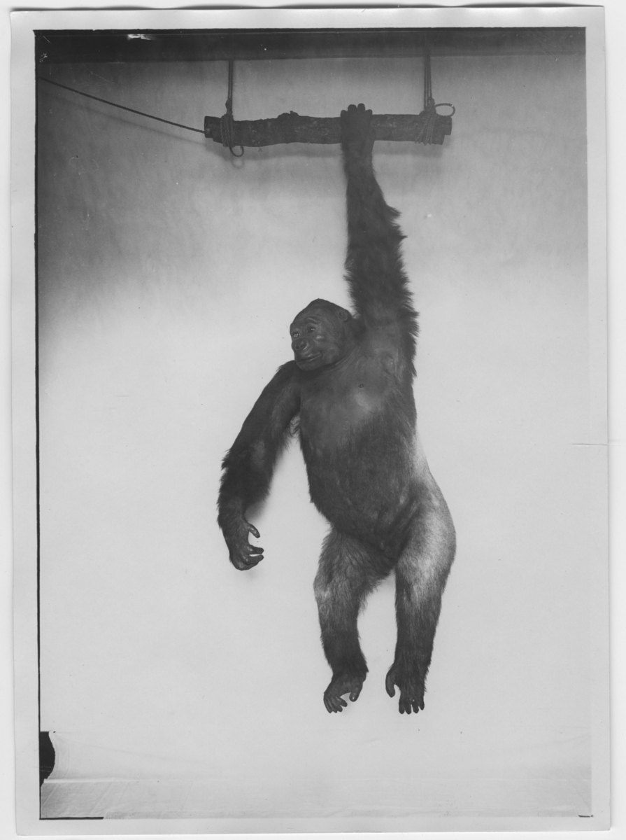 'Gorilla, hane, monterad hängande i gren. Se även fotonr. 3065 och 3066. ::  :: Finns i monter nr. 35 i däggdjurssalen på Göteborgs Naturhistoriska museum (2007-06-18).'