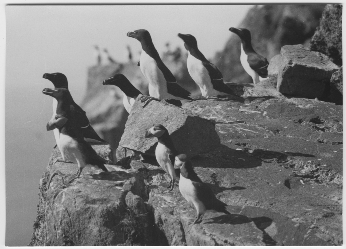 'Tordmular och lunnefåglar, närbild på 10-tal fåglar på klipphylla. Vy med hav. ::  :: Ingår i serie med fotonr. 3382-3407.'