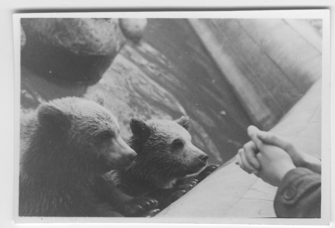 '2 st björnar med framfötterna på murkant. Ett par människohänder synliga i bilden. ::  :: Ingår i serie med fotonr. 4161-4163.'