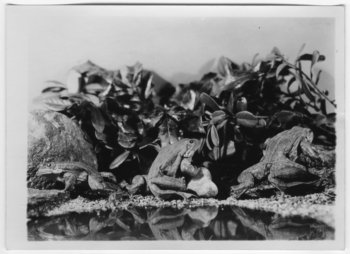 '3 st ätliga grodor. ::  :: Ingår i serie med fotonr. 7015:1-91 med bilder av reptiler från Otto Cyréns samling.'