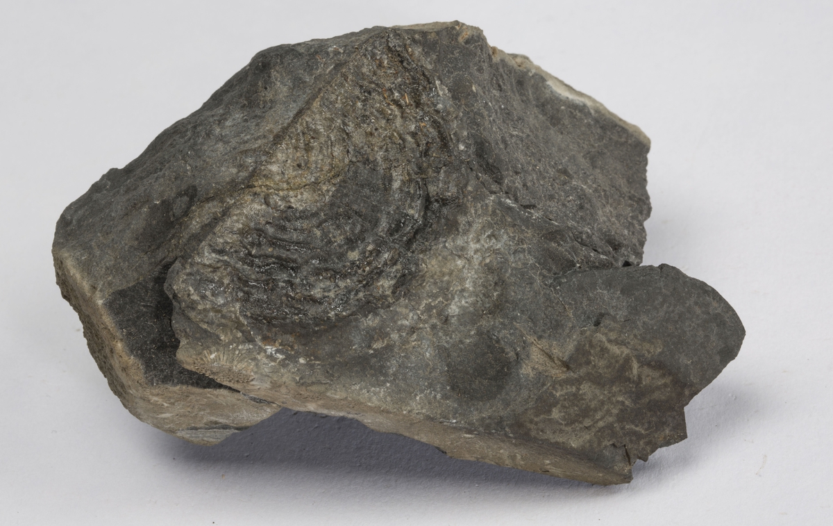 Fossil
BRACHIOPODE