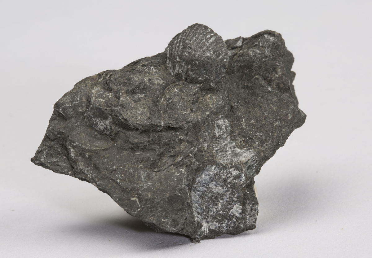 Fossil
BRACHIOPODE, SILUR