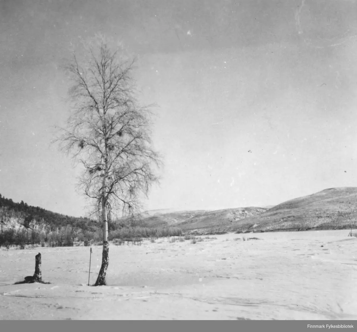 Et stereobilde med vintermotiv fra Tanadalen. det står et stor bjørk midt i bildet.        .