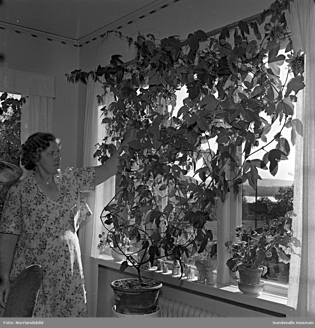 Fru Syster Englund har en stor och vackert blommande passionsblomma i sitt fönster.