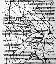 Dr. Magnus (Hjernen)