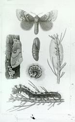 Insekter som angriper fruktplanter